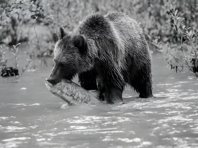 Grizzly Bear Tours